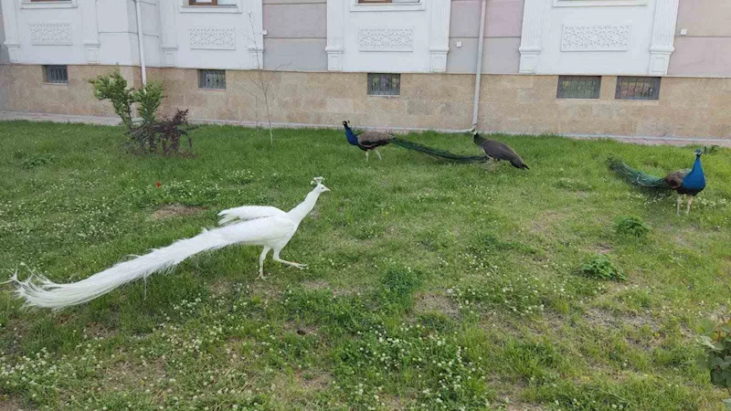 Sınırda 5 tavus kuşu ele geçirildi
