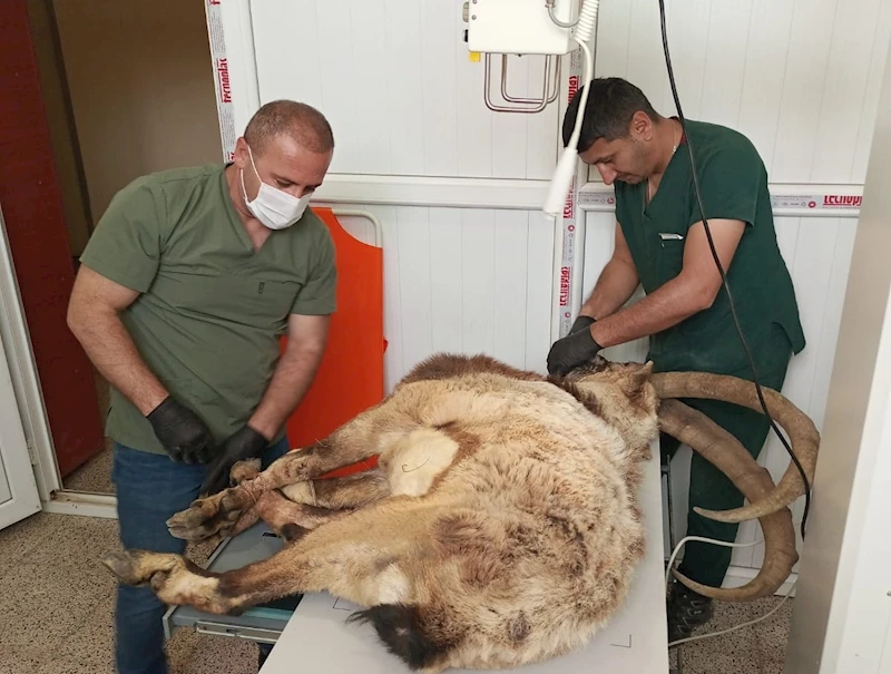Hakkari’de yaralı yabani teke tedavi altına alındı
