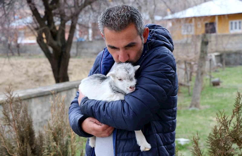 Annesini ayı yiyen ve ölmekten gazeteci tarafından kurtarılan keçi yavrusu büyüdü
