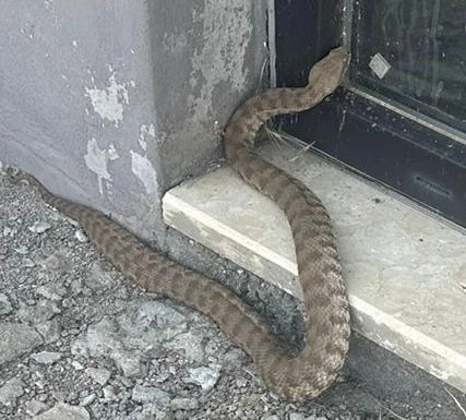 FÜ Zooloji Ana Bilim Dalı Dr. Öğr. Üyesi Temizer: 