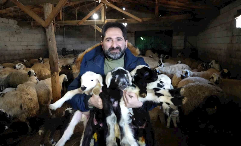 Mağduriyet yaşamamak için kuzu ve oğlakların küpelerini ve aşılarını mutlaka yaptırın
