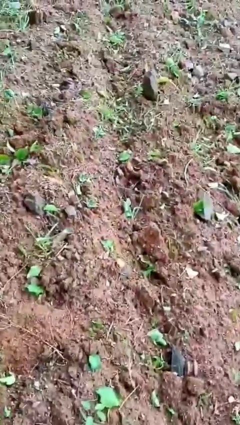 Elazığ’da dolu yağışı kayısı bahçelerine zarar verdi
