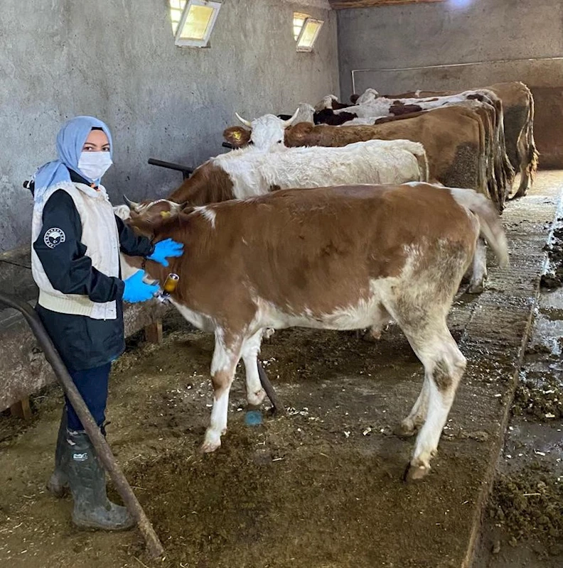 Refahiye’nin 121 köy ve 73 mezrasında hayvanlar aşılanıyor
