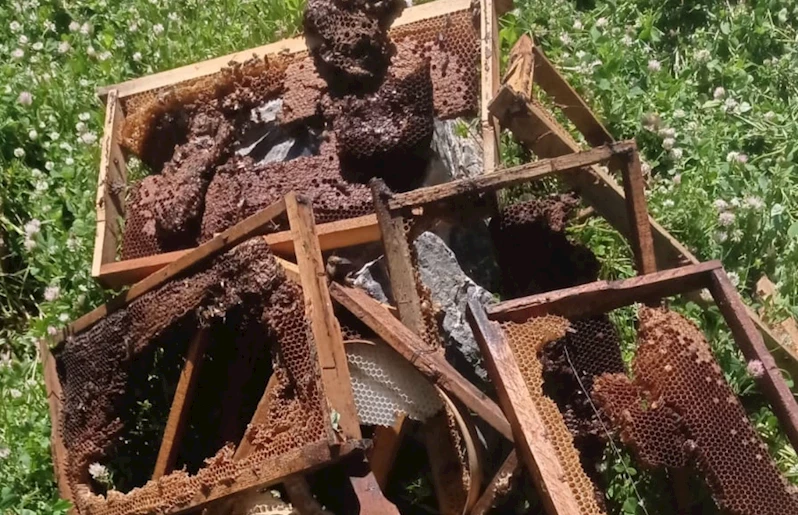 Ayılar bir gecede çok sayıda arı kovanını kırdı, binlerce arı telef oldu
