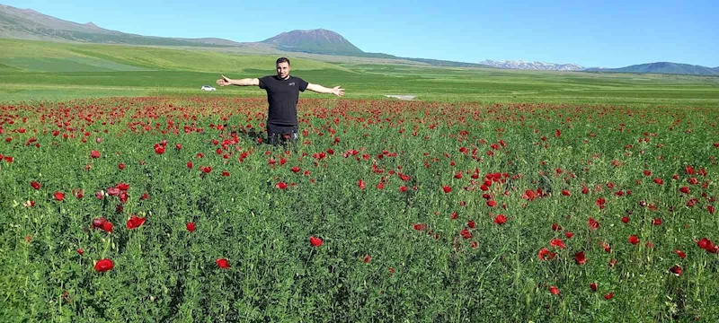 Bitlis’te açmaya başlayan gelincikler görsel şölen sunuyor
