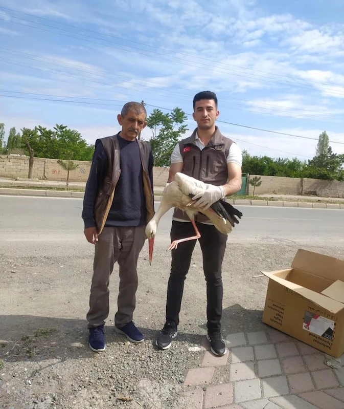 Iğdır’da yorgun düşen leylek bakıma alındı
