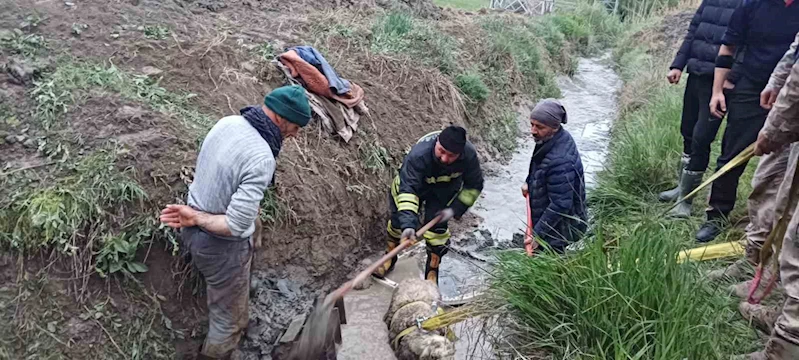 Sulama kanalına düşen koyunu itfaiye kurtardı

