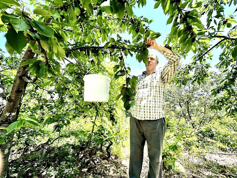 Kiraz üreticisi günlük 2 bin TL’ye işçi bulamıyor
