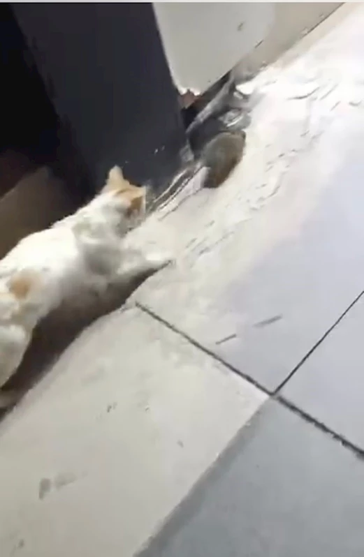 Kedinin fareyle oyunu izleyenleri gülümsetti

