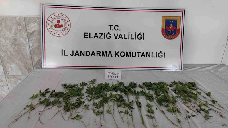 Deprem çadırının bahçesine uyuşturucu ekmişler
