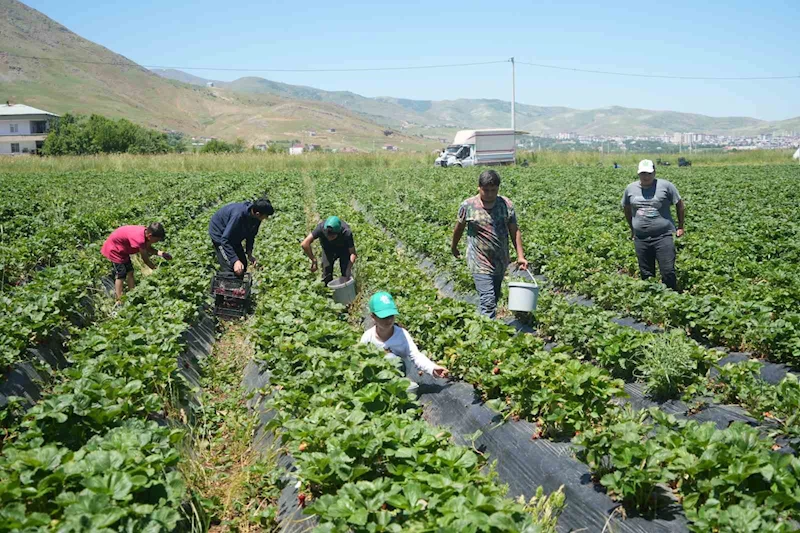 İlk hasattan 1,5 milyon TL ekonomiye katkı sağlandı
