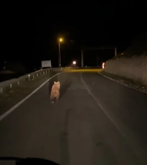 Yola inen bozayı görüntülendi
