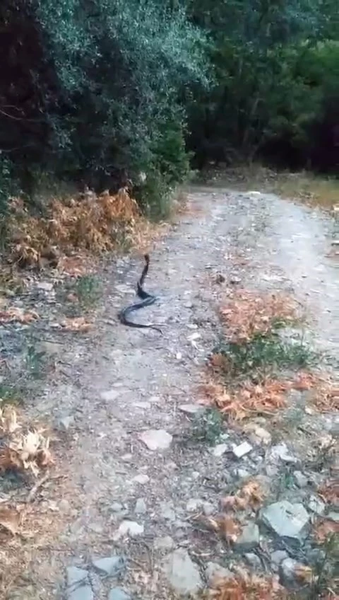 Elazığ’da yılanların dansı kamerada
