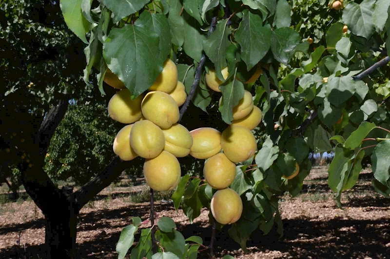 Kayısı hasadının başladığı Malatya’da üreticiler işçi bulamıyor
