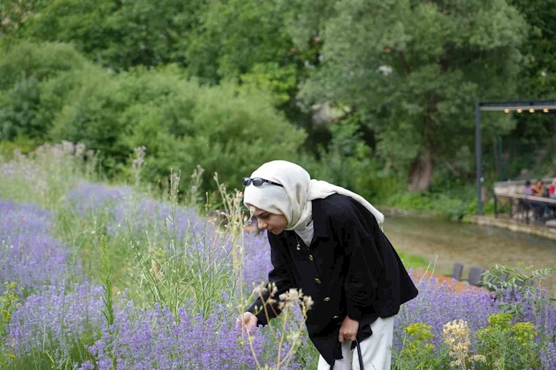 Erzincan’da lavanta üretimi için çalışmalarına devam ediyor
