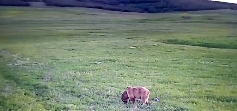 Yeşeren otlarla beslenen bozayı böyle görüntülendi
