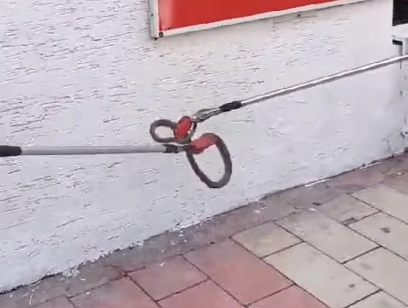 Elazığ’da kaldırımda yılan paniği

