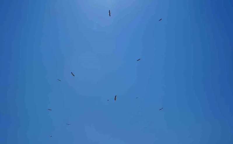 Erzincan’da leyleklerin erken göçü
