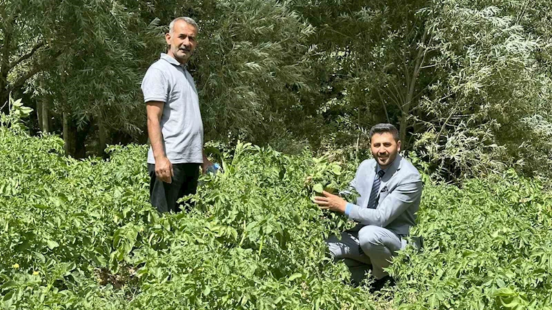 Yüksekova’da patateste iyi verim bekleniyor