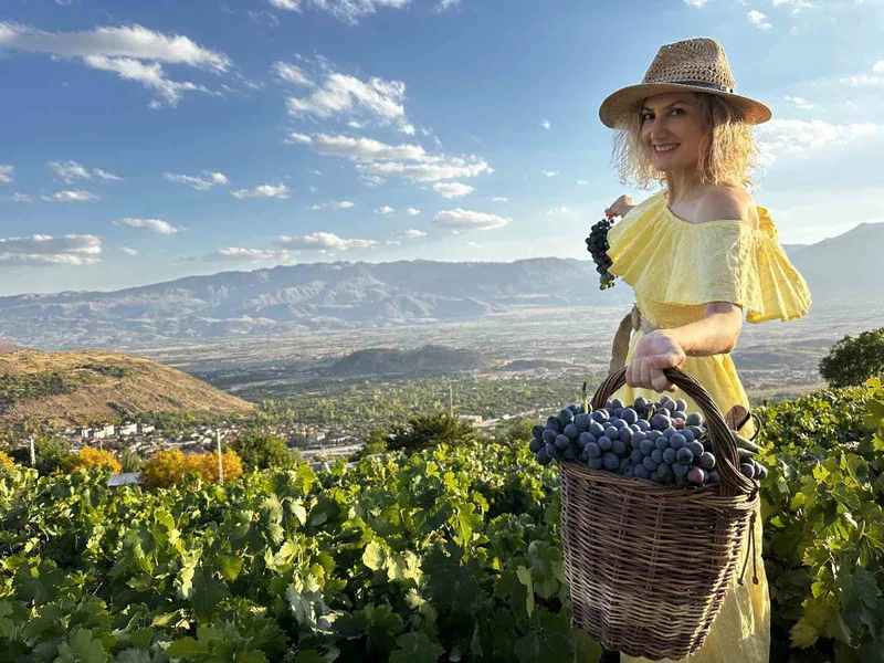 İki asırlık bağlarda bereket: Üzümlü’de Cimin Üzümü hasadı
