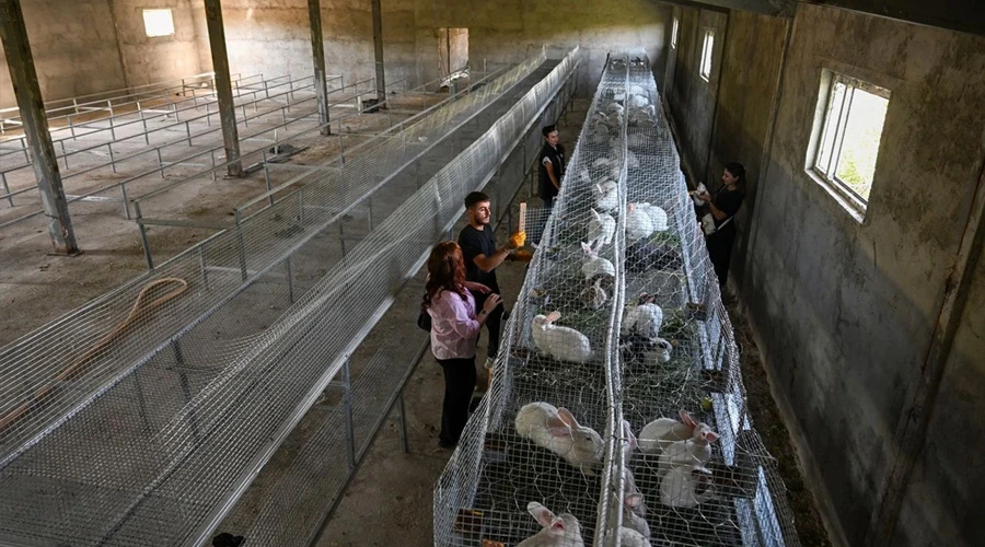 Van’da Genç Girişimci, Yeni Zelanda Tavşanları ile Fark Yaratıyor
