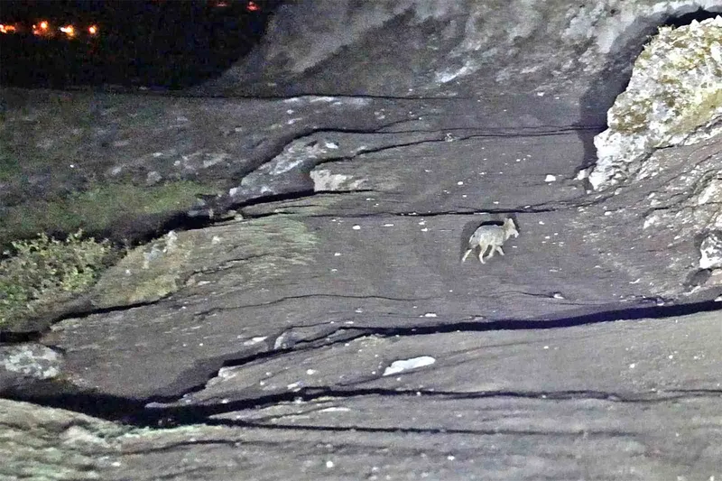 Budaklı kaplıcaları için vahşi hayvan uyarısı
