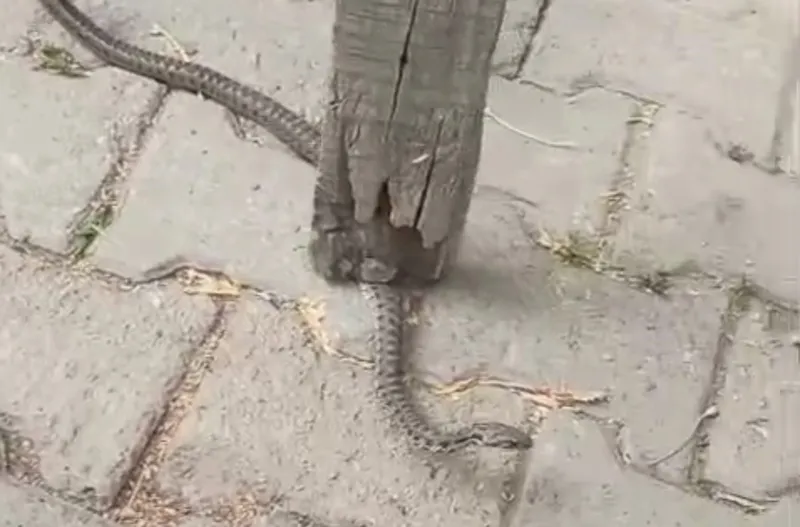 Mahallelinin korkulu rüyası olan yılan, 3 günlük nöbet sonrası yakalandı
