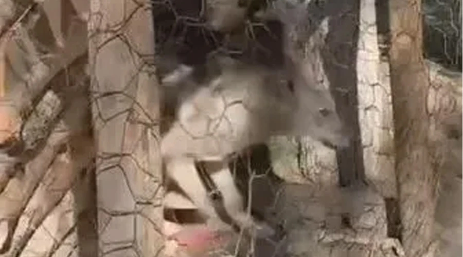 Özalp’te kafeste tutulan kurt kurtarıldı