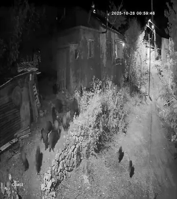 Elazığ’da aç kalan domuz sürüsü bahçeye dadandı
