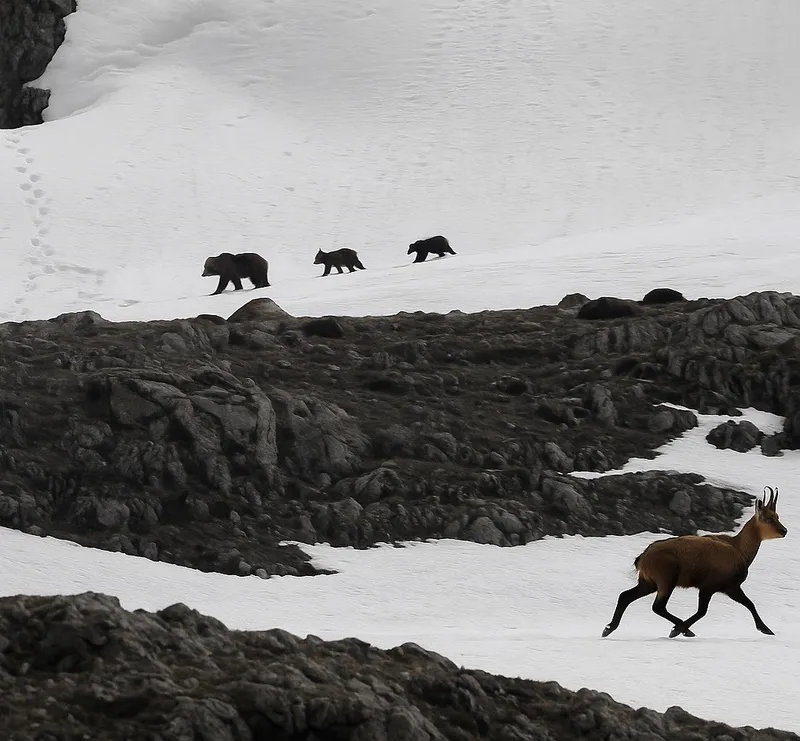 Munzur Dağı’nda nefes kesen anlar: Boz ayıdan kaçan dağ keçileri kamerada
