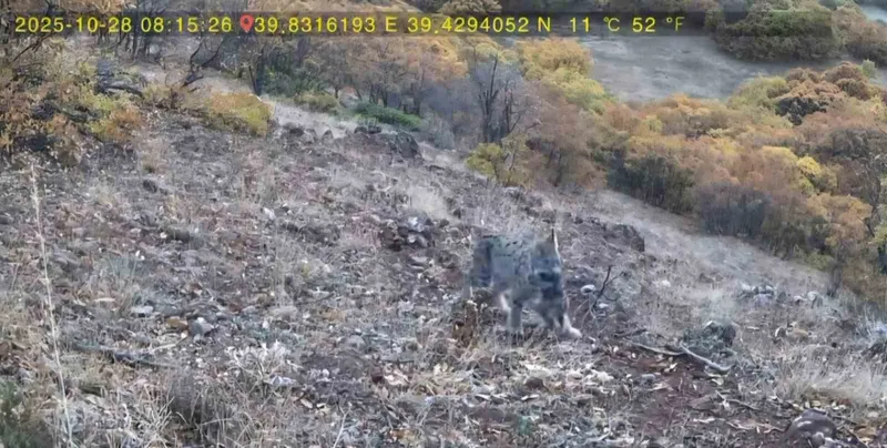 Avlanan vaşak ve yavruları fotokapana takıldı
