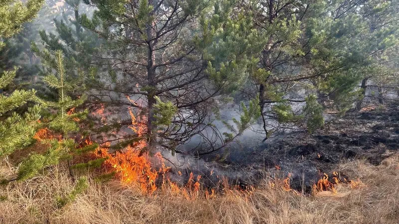 Sarıkamış ormanlarında örtü yangını
