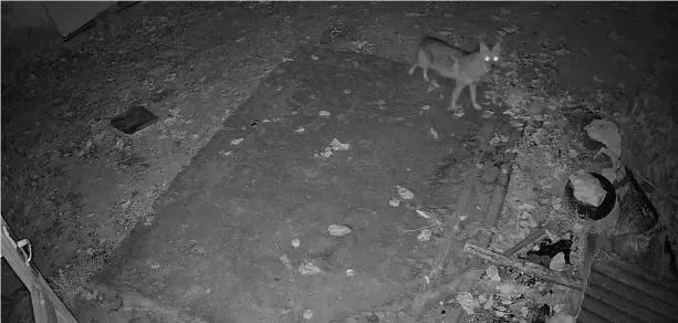 Elazığ’da evin etrafında yiyecek arayan çakal kamerada
