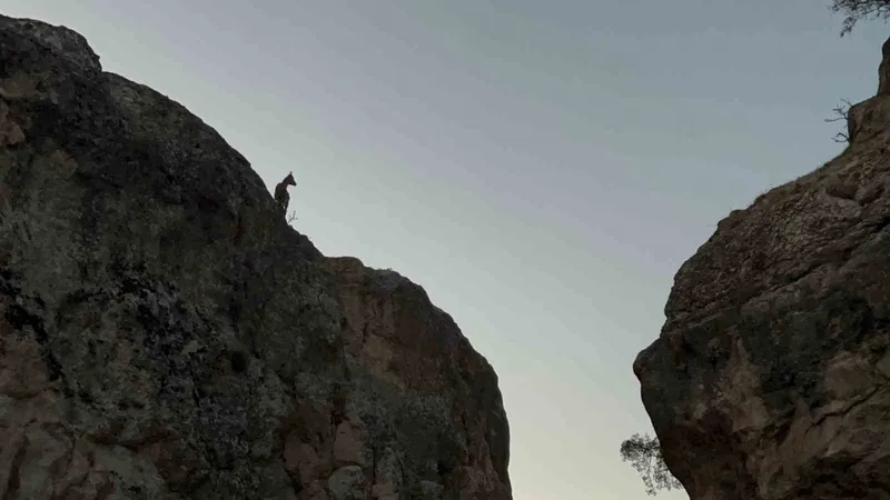 Tunceli’de koruma altındaki dağ keçileri görüntülendi
