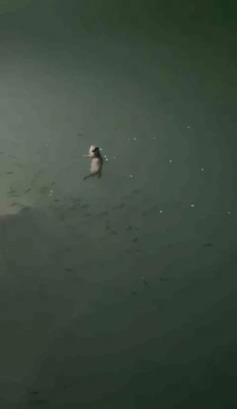 Tunceli’de su samuru görüntülendi
