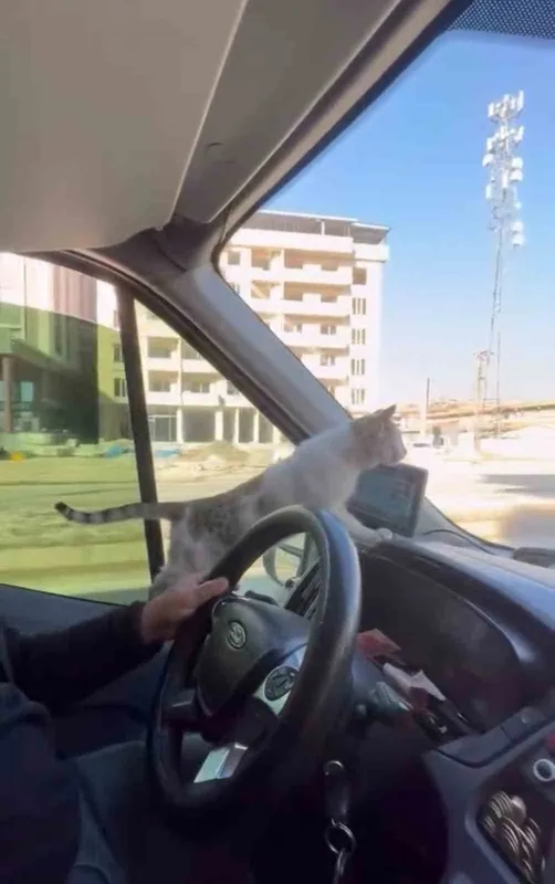 Donmak üzere olan kediyi aracına aldı: Şoförün duyarlı hareketi yolcuların takdirini topladı
