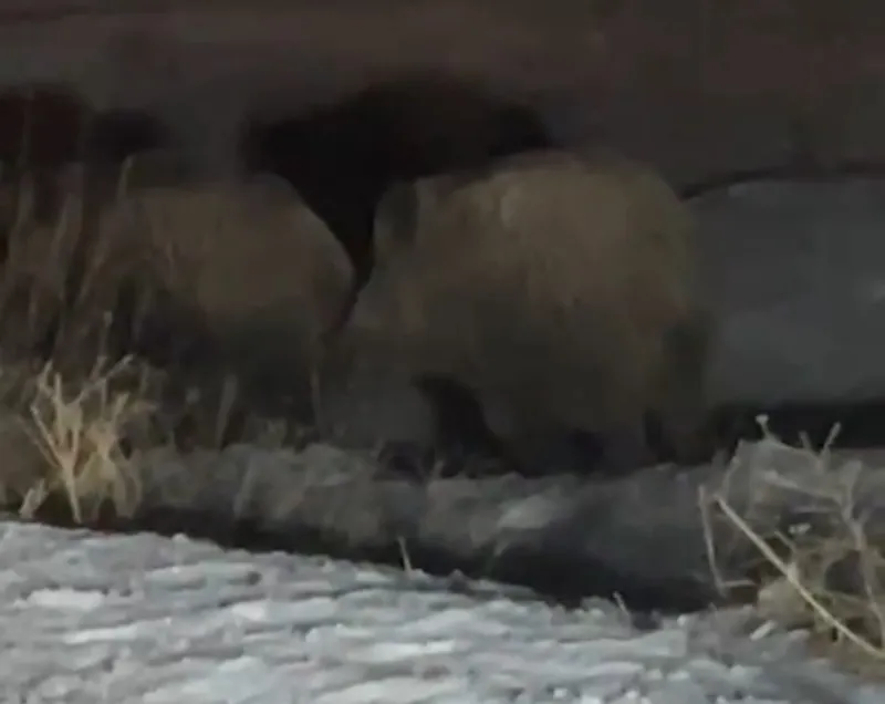 Yüksekova’da domuz sürüsü görüntülendi
