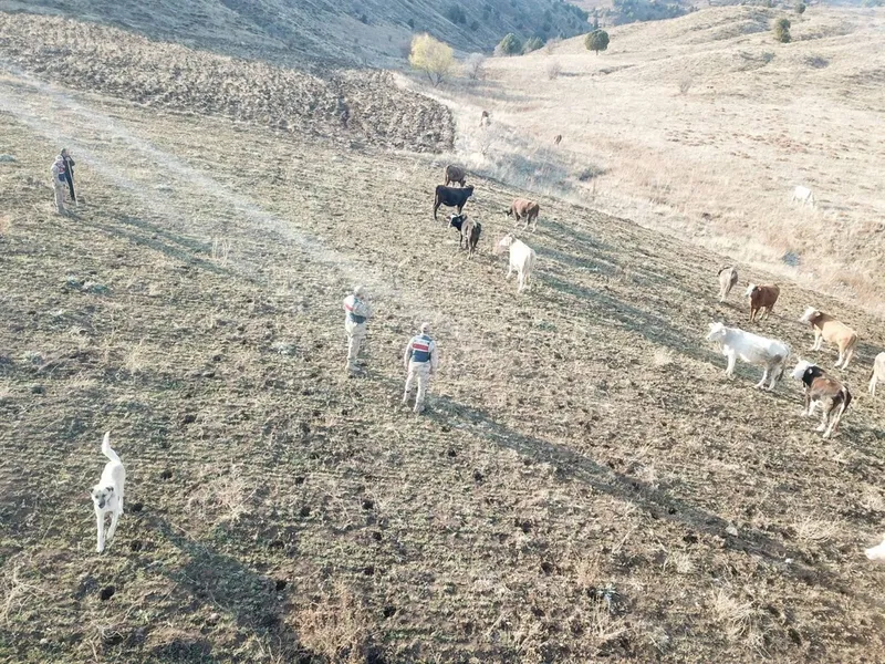 Refahiye’de kaybolan hayvanlar bulunarak sahibine teslim edildi

