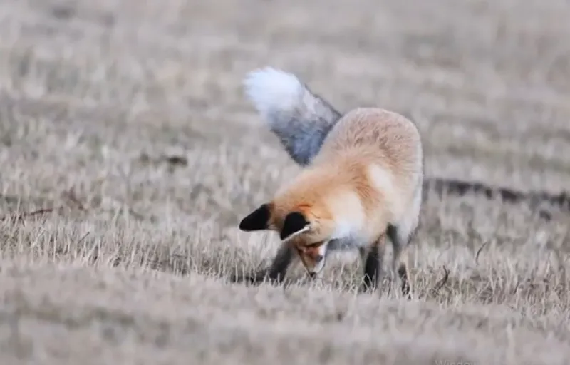 Ardahan’da kızıl tilkinin fare avı
