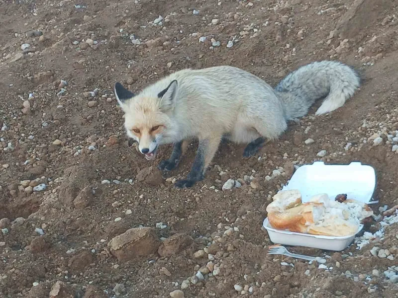 Pomza ocağının maskotu tilki: 3 yıllık sıra dışı dostluk
