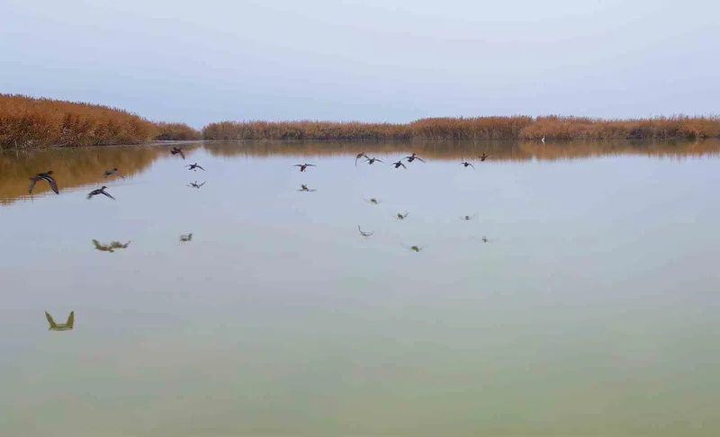 Bitlis’ten göç etmeyen kuşlar sıcak sulara sığındı
