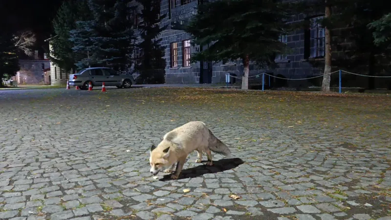 Tilkiyi bisküvi ile besledi, o anları kayda aldı
