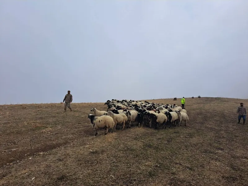 Jandarma arazide kaybolan küçükbaş hayvanları bularak sahibine teslim etti
