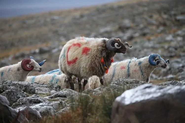 Arpaçay’da koç katımı
