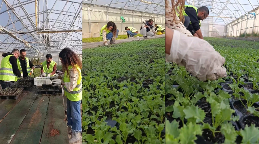  Van Büyükşehir Belediyesi, Parkları ve Bahçeleri İçin Kendi Çiçeklerini Üretiyor