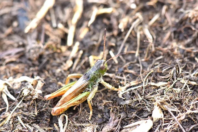 Bilim insanları yeni bir çekirge cinsi keşfetti
