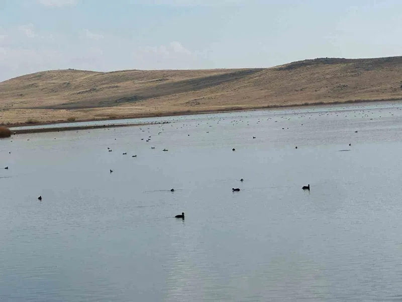 Köyceğiz Göleti’nde yaban ördeklerinden görsel şölen
