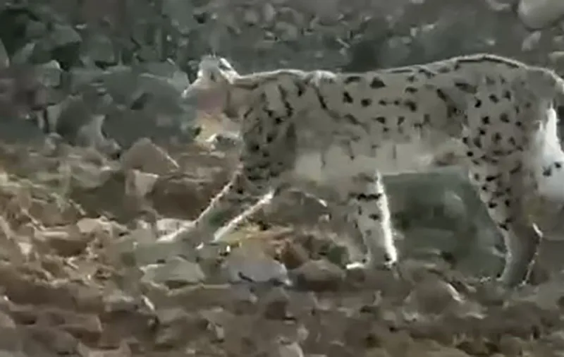 Hakkari’de vaşak görüntülendi

