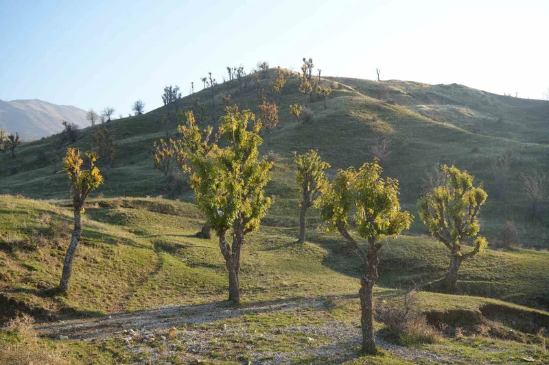 Köylüleri şaşırtan olay: Meşeler kış kapıdayken yeniden yeşerdi
