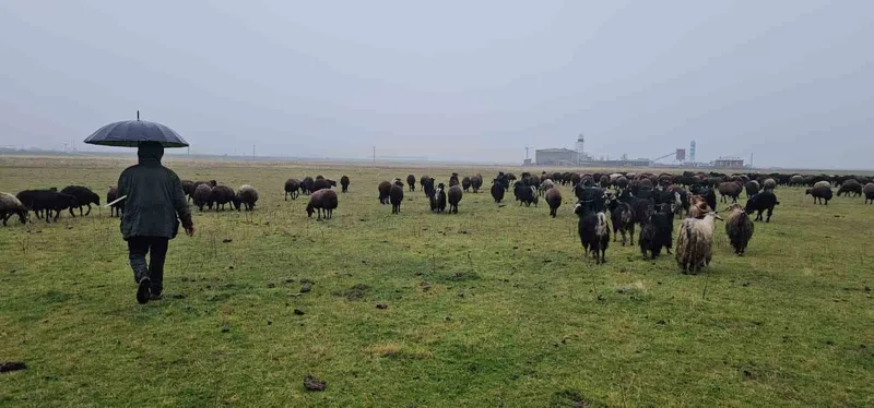 Hasköy’de sıcaklığın mevsim normalleri üzerinde olması besicileri sevindirdi
